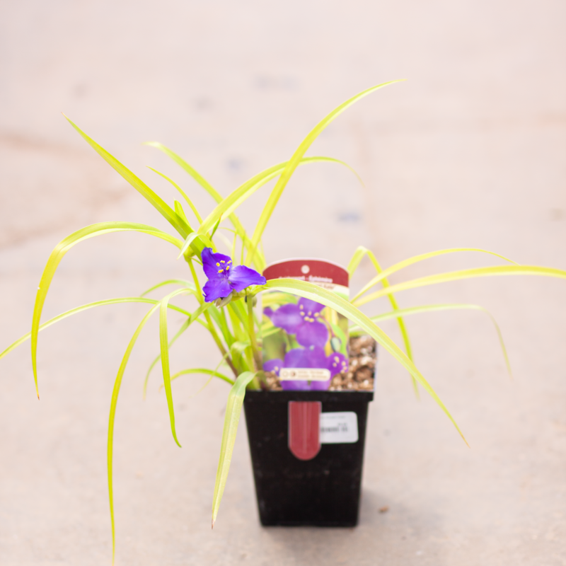 Spiderwort Sweet Kate 4.5"