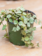 Hoya Curtisii 4"