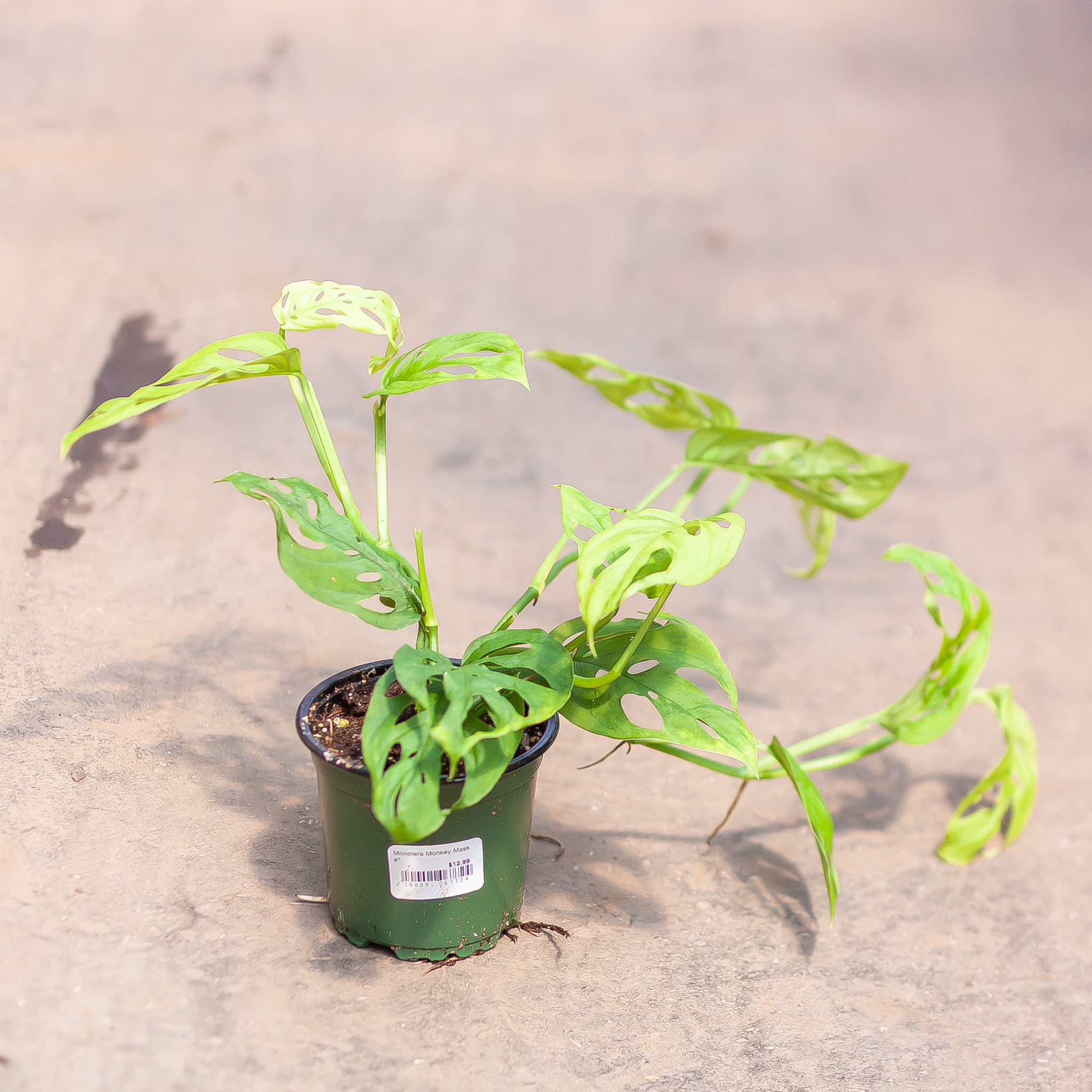 Monstera Monkey Mask 4"