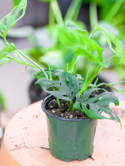 Monstera Monkey Mask 4"