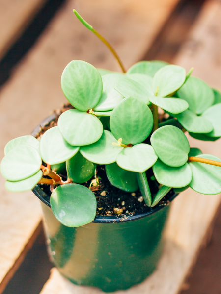 Peperomia Hope
