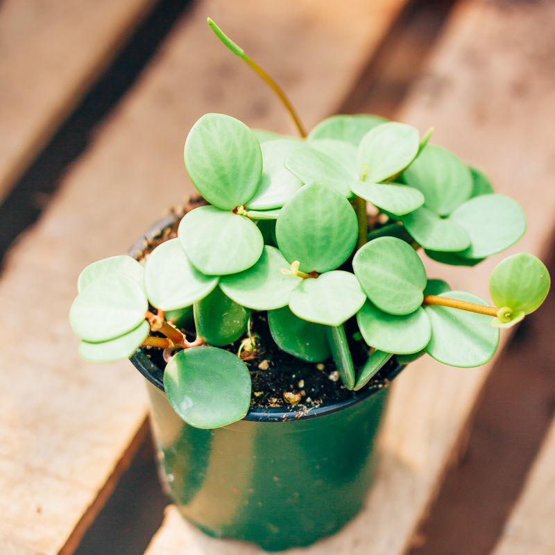 Peperomia Hope
