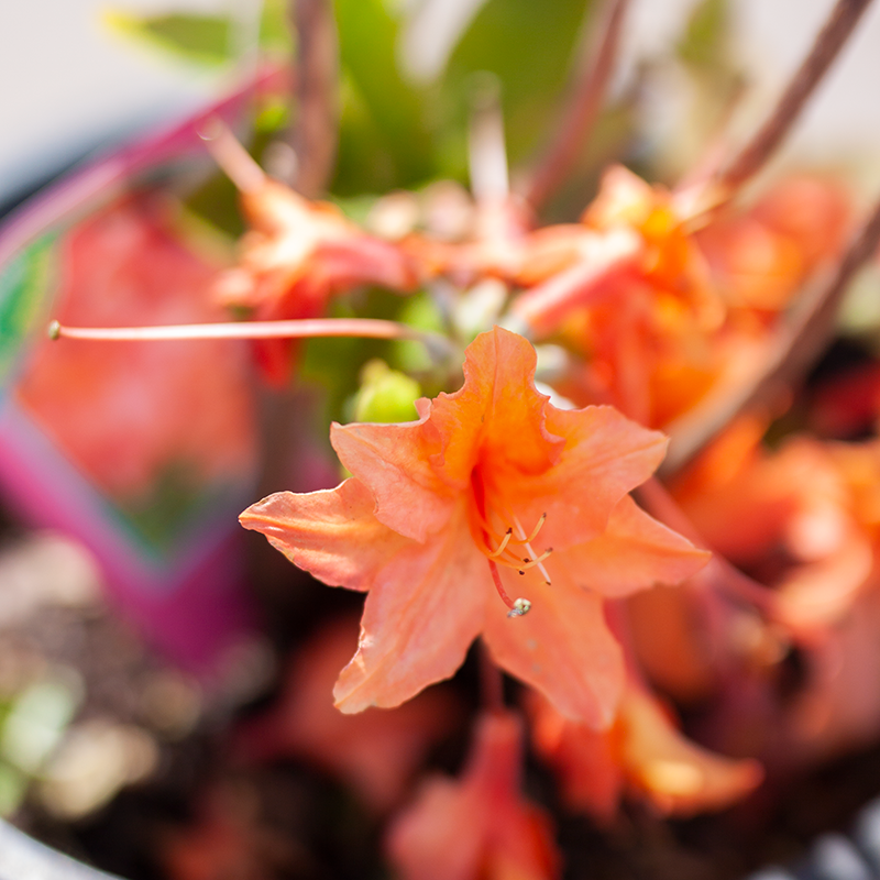 Azalea Mandarin Lights