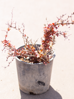 Barberry Cherry Bomb