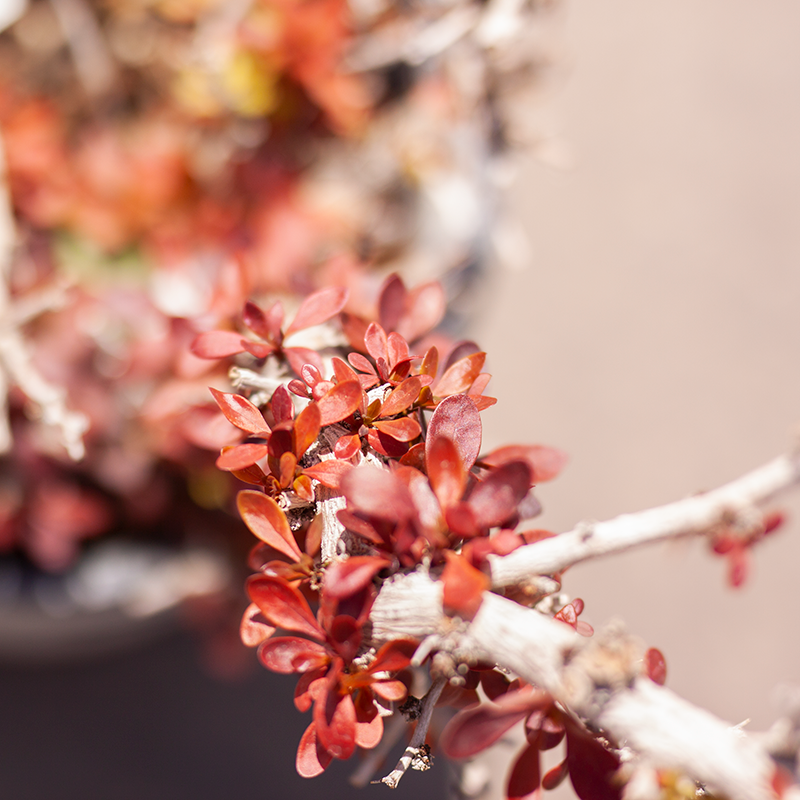 Barberry Cherry Bomb