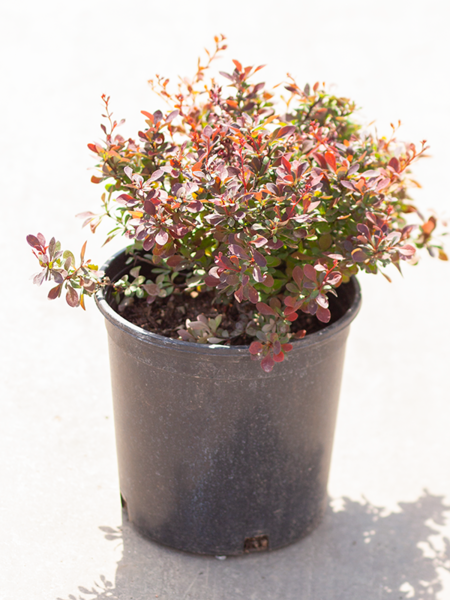 Barberry Royal Burgundy