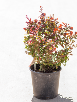 Barberry Ruby Carousel