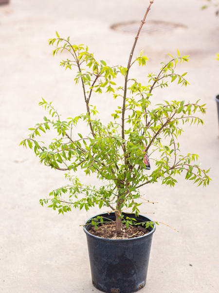 Burning Bush Chicago Fire