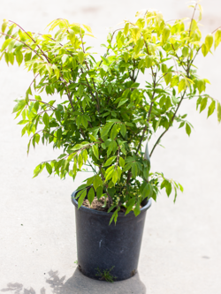 Burning Bush Dwarf Winged