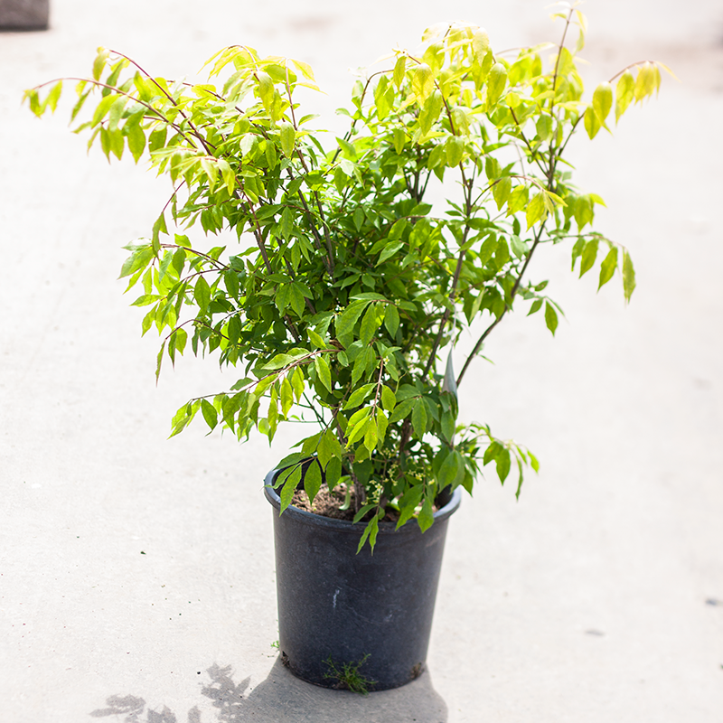 Burning Bush Dwarf Winged