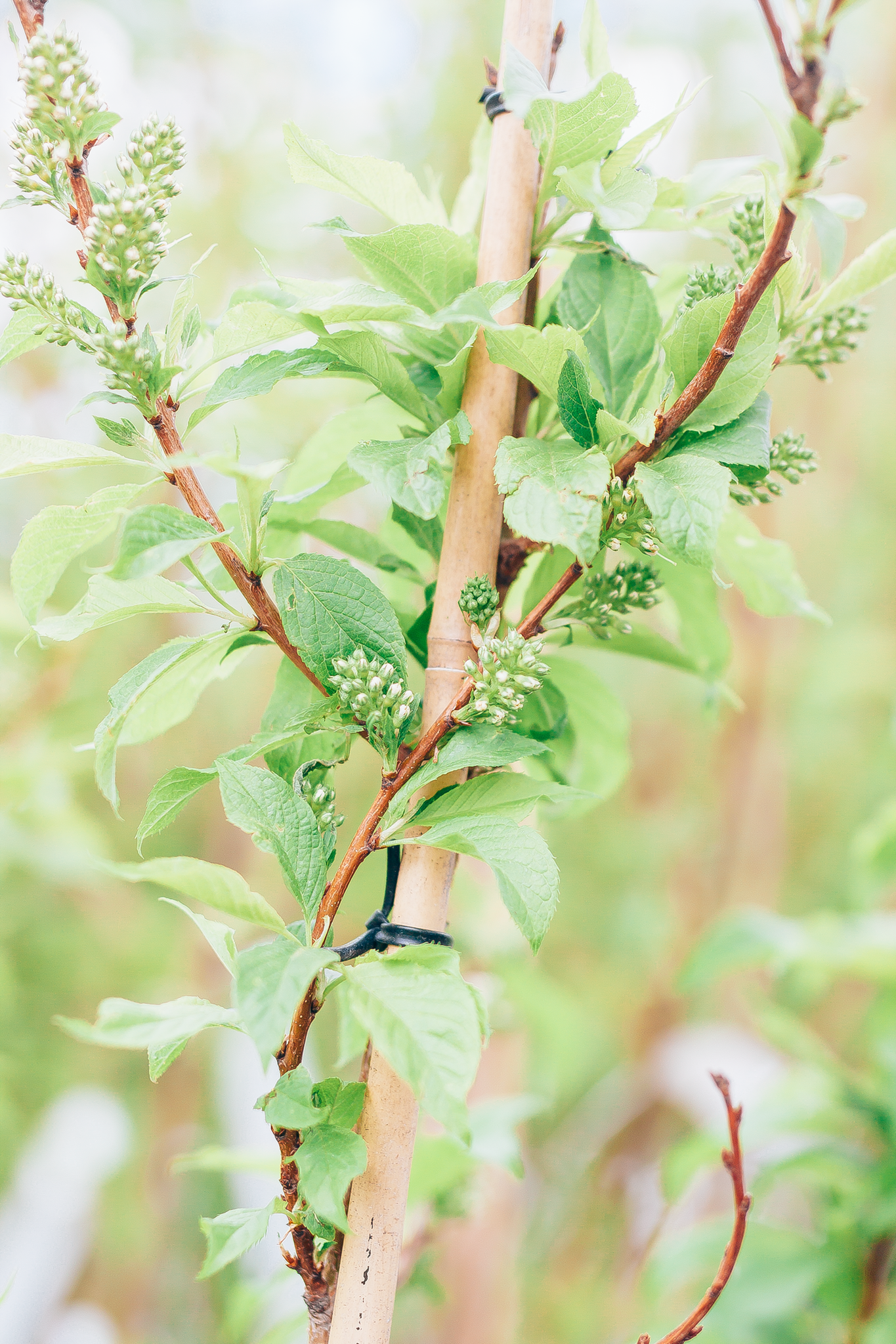Cherry Amur Goldspur