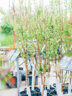 Cherry Amur Goldspur