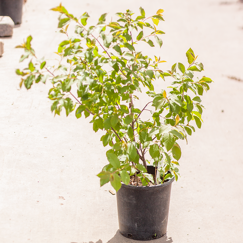 Chokecherry Western