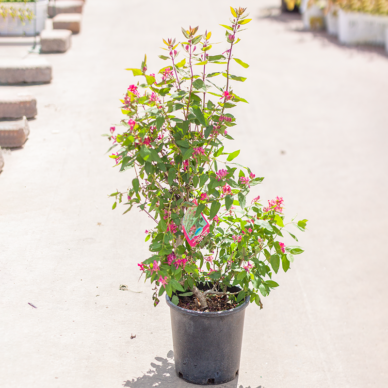 Honeysuckle Red Arnold