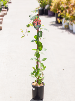 Honeysuckle Dropmore Scarlet 1gal