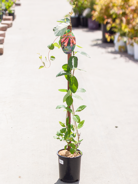 Honeysuckle Dropmore Scarlet 1gal