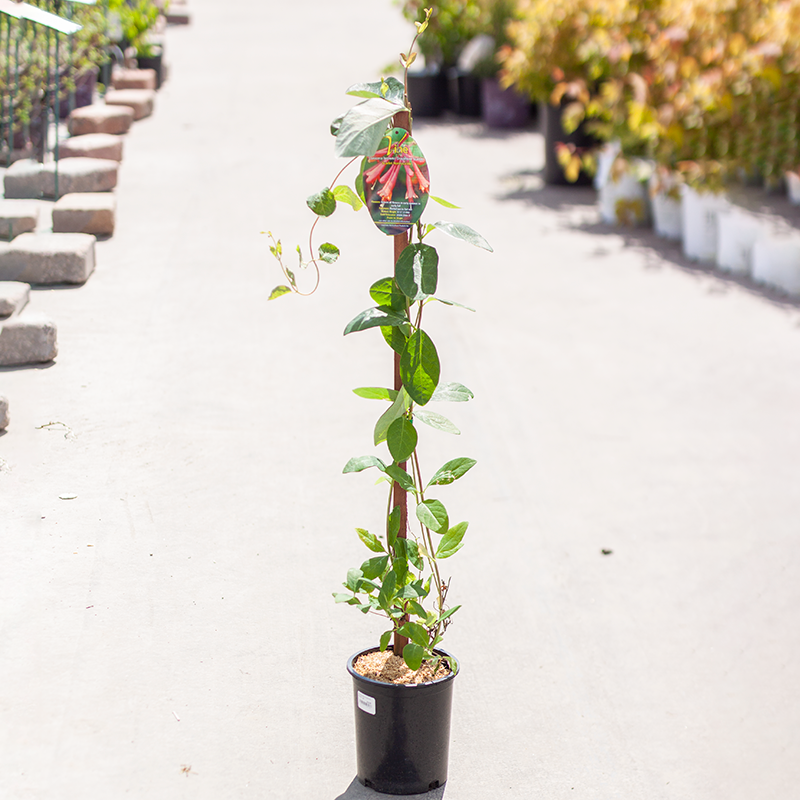 Honeysuckle Dropmore Scarlet 1gal