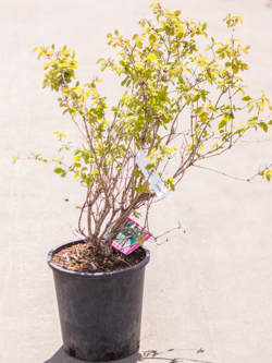 Honeysuckle Mini Globe
