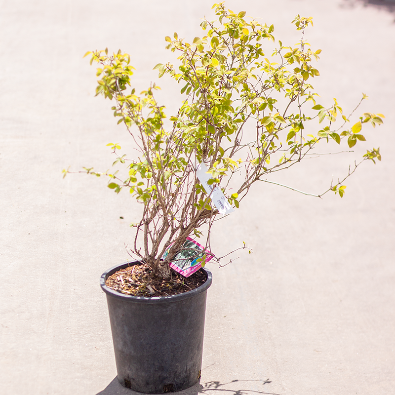 Honeysuckle Mini Globe