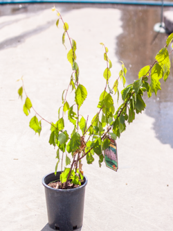 Plum Double Flowering
