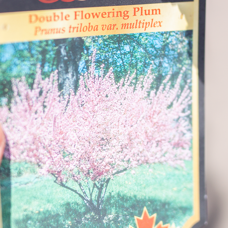 Plum Double Flowering