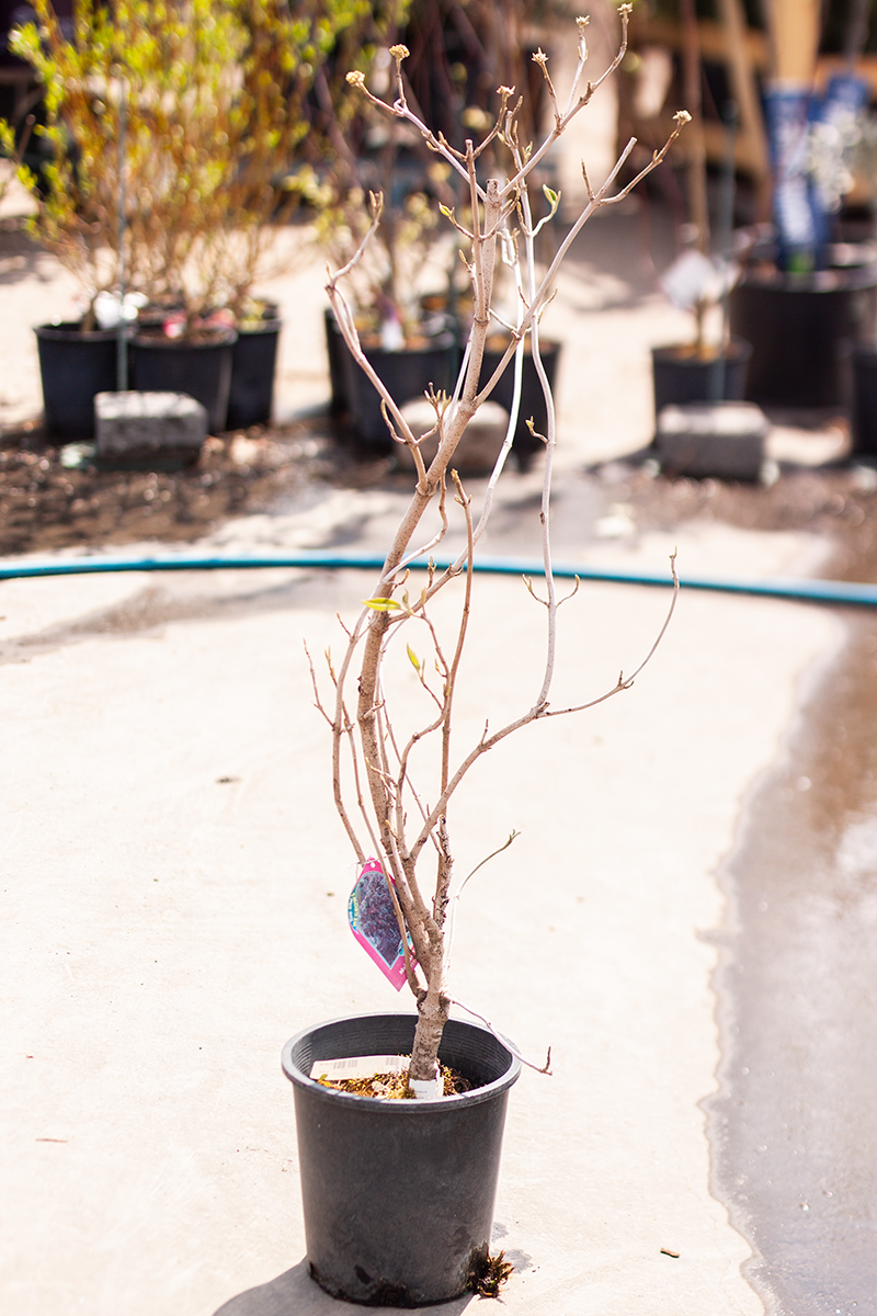 Wayfaring Tree Mohican