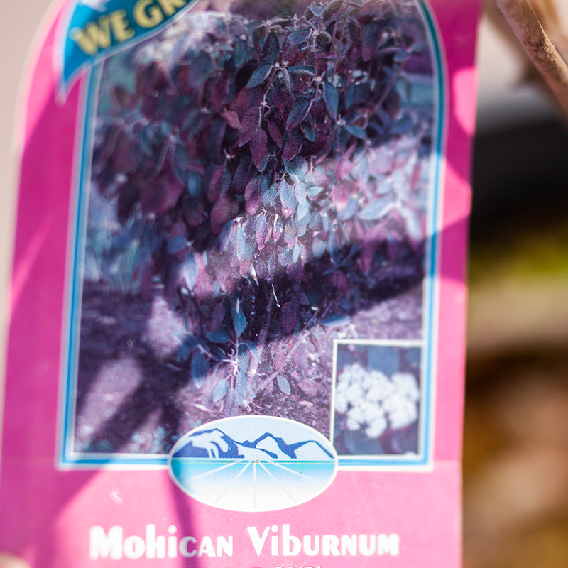 Wayfaring Tree Mohican