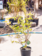 Viburnum Nannyberry