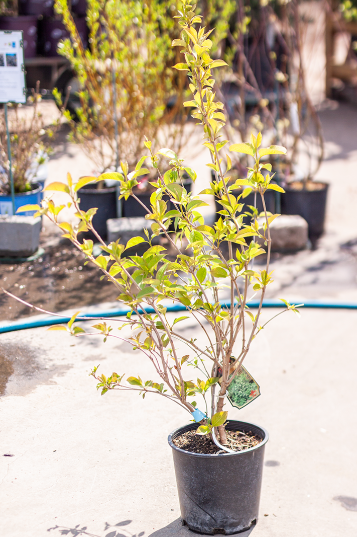 Viburnum Nannyberry