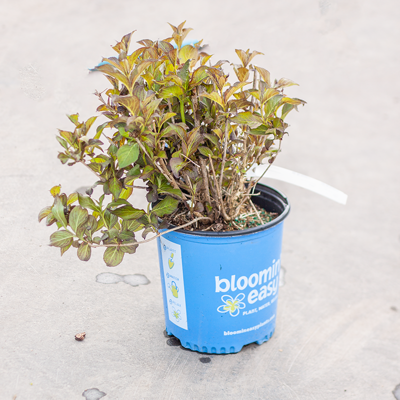 Weigela Tuxedo