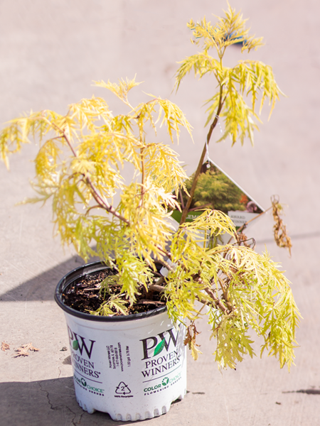 Elder Lemony Lace