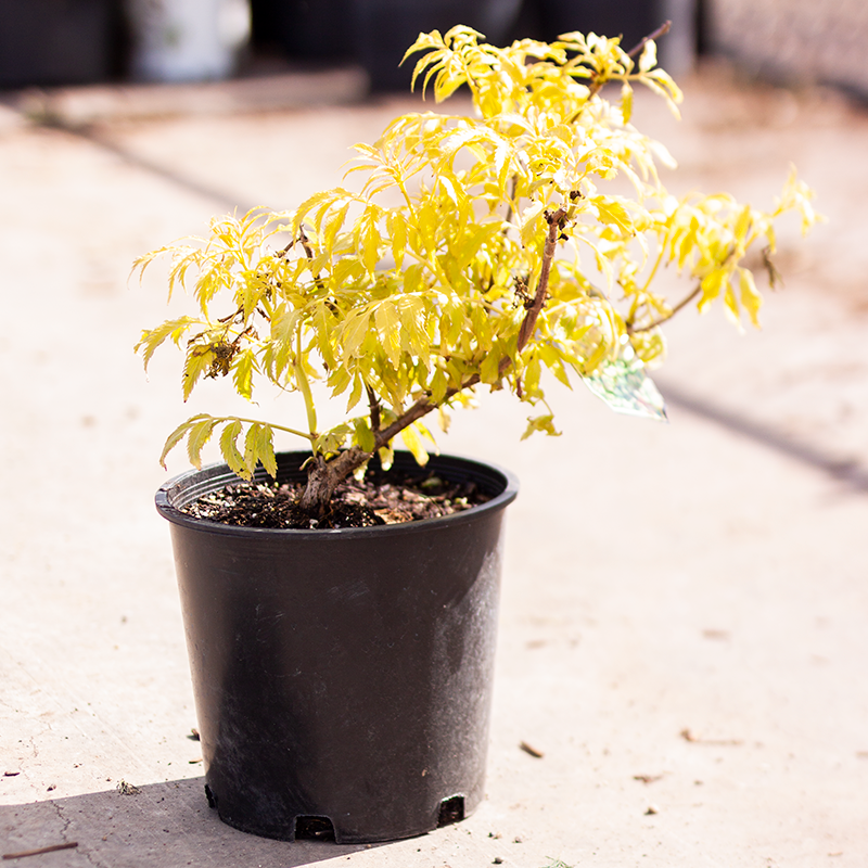 Elder Sutherland Golden