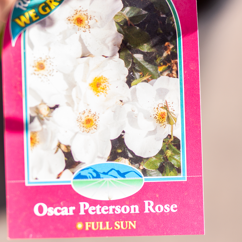 Rose Oscar Peterson