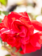 Rose Canadian Shield