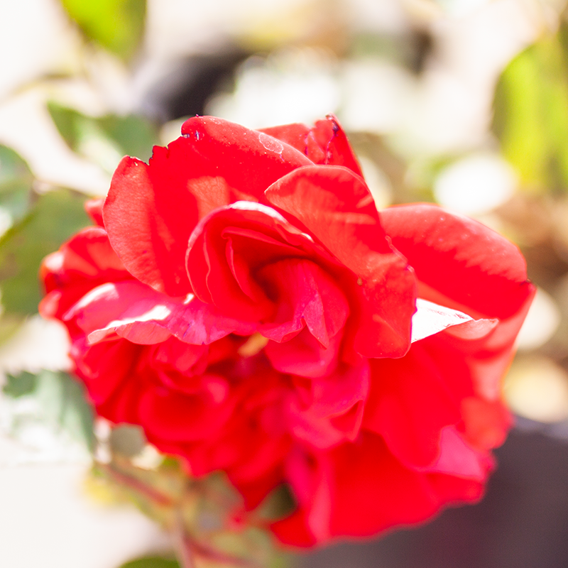 Rose Canadian Shield