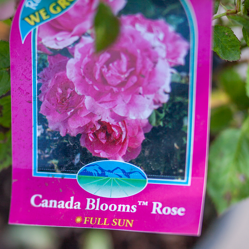 Rose Canada Blooms