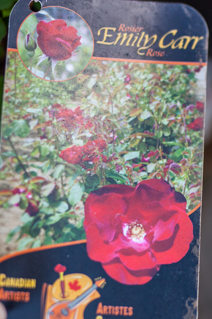 Rose Emily Carr