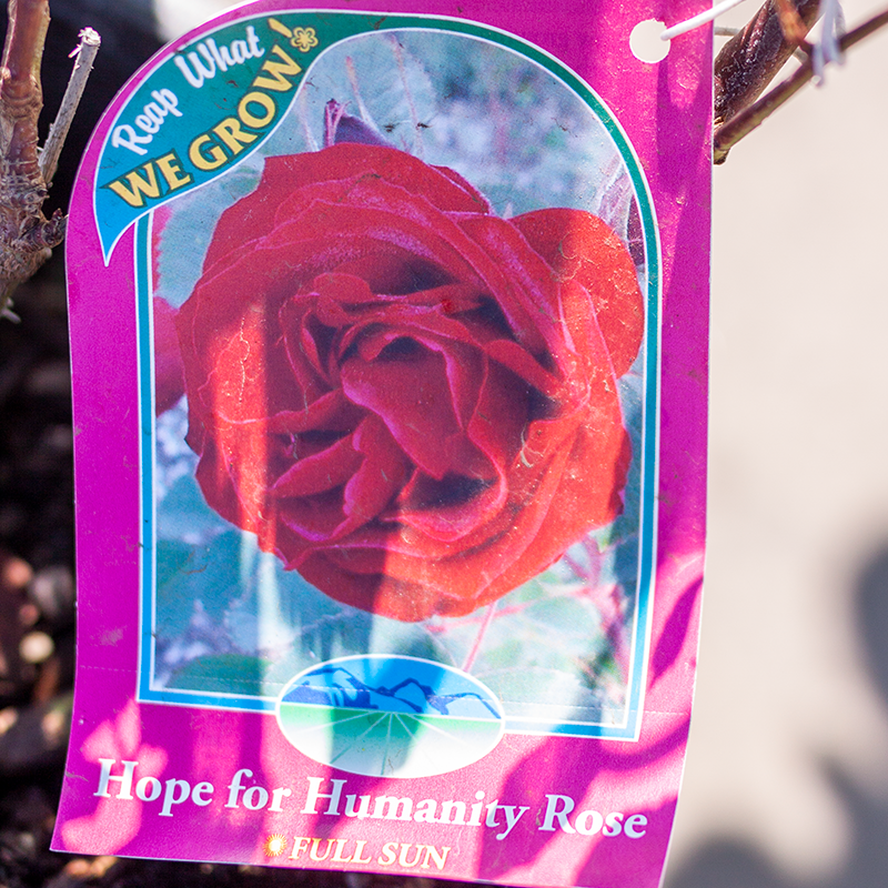 Rose Hope for Humanity