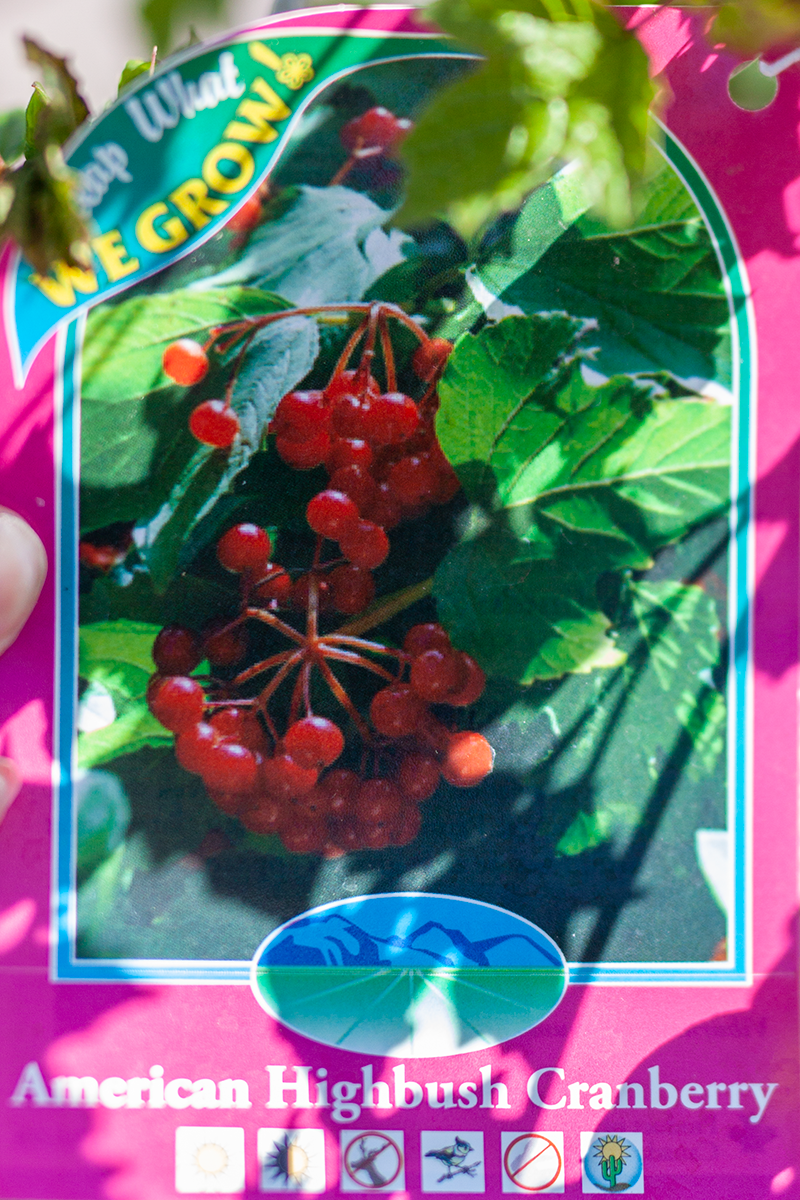 Cranberry Highbush