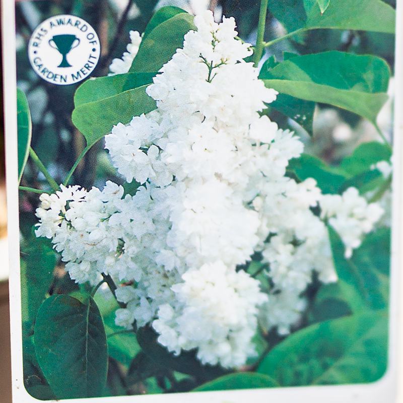Lilac Madame Lemoine