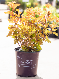 Ninebark Amber Jubilee