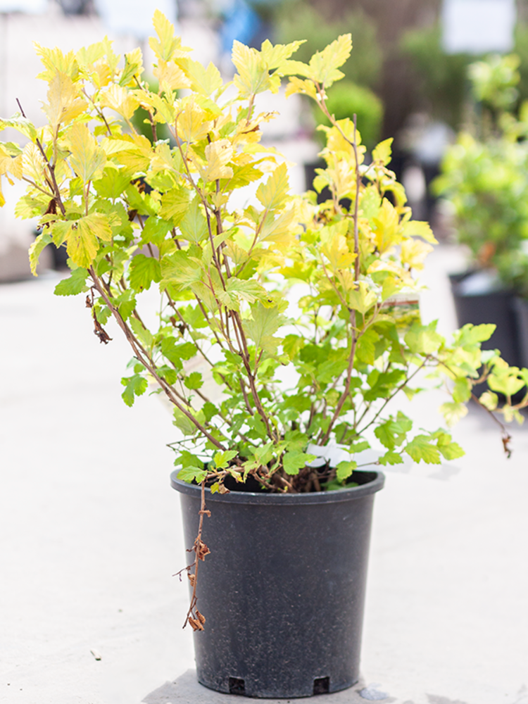 Ninebark Dart's Gold Dutch Growers Saskatoon