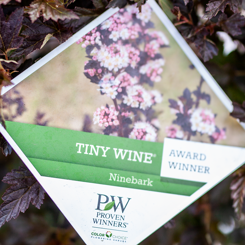 Ninebark Tiny Wine