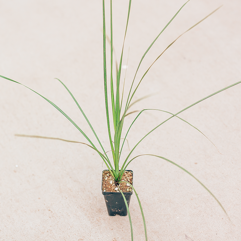 Dracaena 2.5"