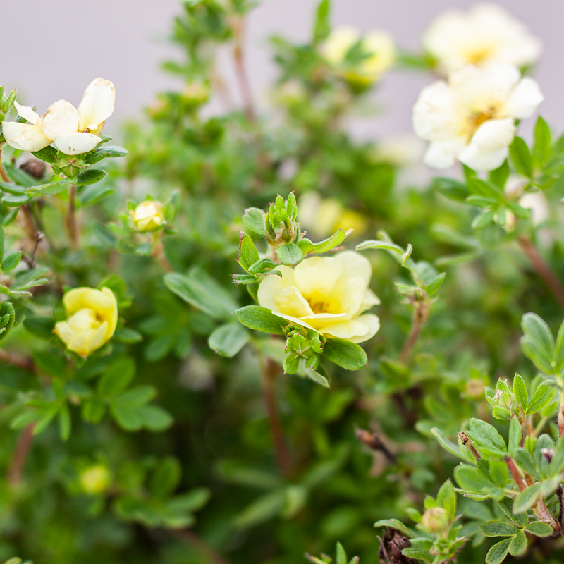 Potentilla Lemon Meringue