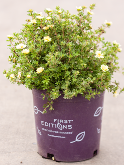 Potentilla Lemon Meringue