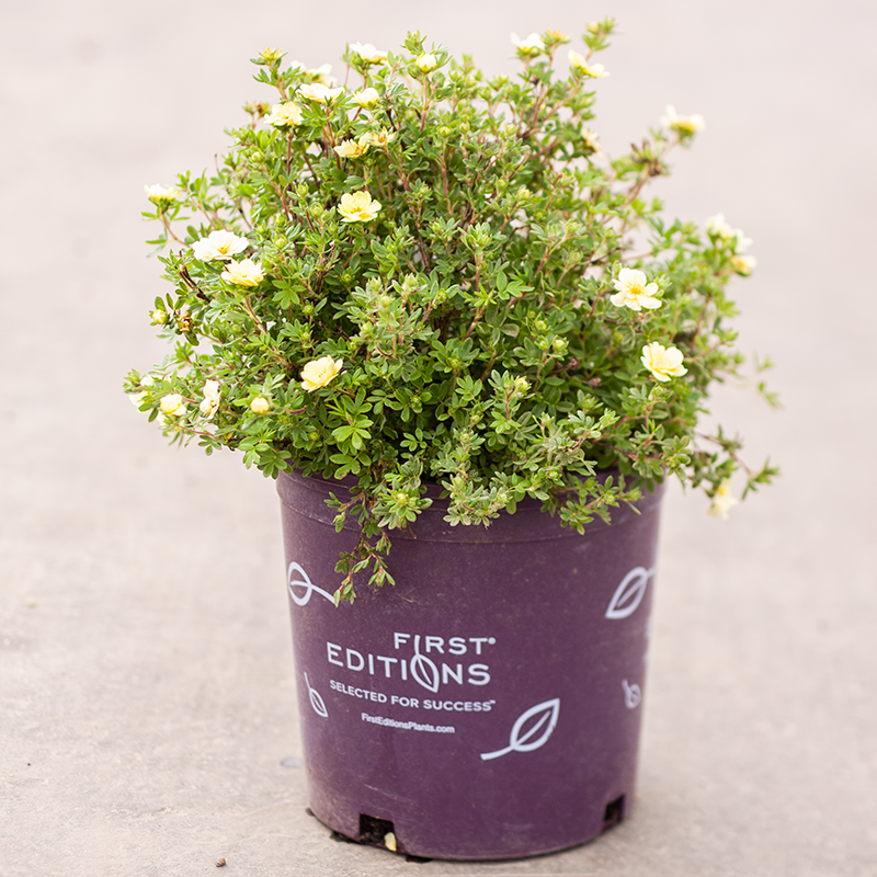 Potentilla Lemon Meringue