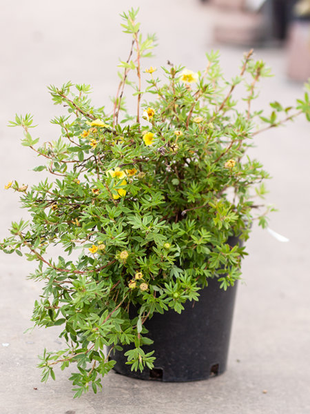 Potentilla Goldstar