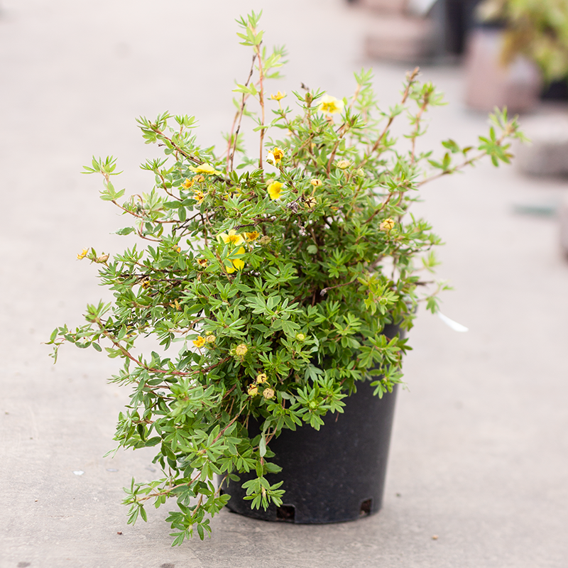 Potentilla Goldstar