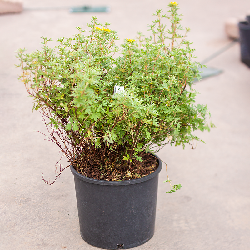 Potentilla Dakota Goldrush 2gal